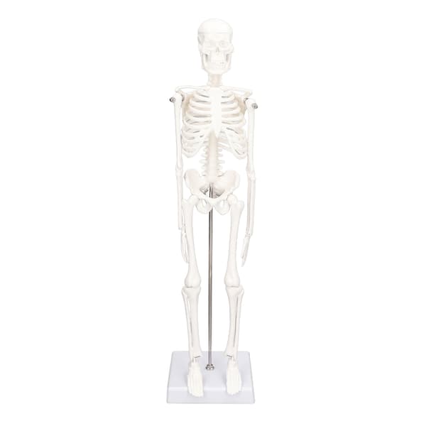 45 cm Human Skeleton Model PVC Movable Arms Legs with Stand