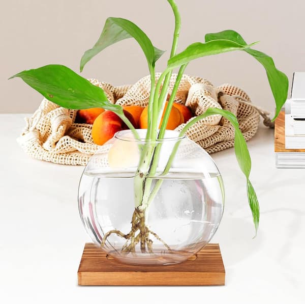 Hydroponic Bottle Desktop Decoration with Rounded Corners Wood and Glass Artistic Hydroponic