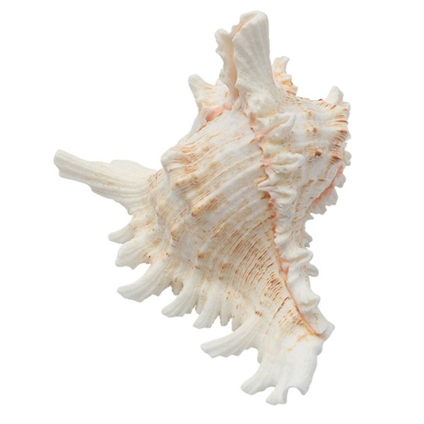 Sneglen Ornament Konkylie Stor Akvarium Konkylier Ornament Middelhavs Dekoration Ocean Konkylier Fis