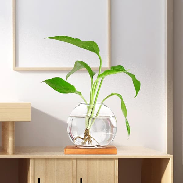 Hydroponic Bottle Desktop Decoration with Rounded Corners Wood and Glass Artistic Hydroponic