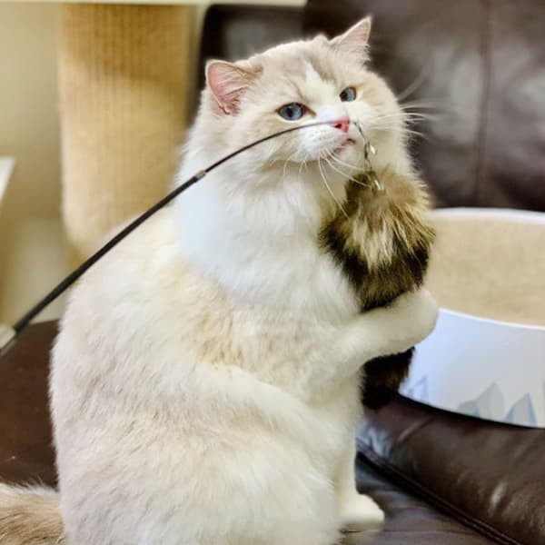 Soft Funny Cat Stick, Retractable Replaceable Head, Relieves Boredom, Kitten Stick for Indoor Use