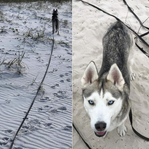 Dog Leash 20 meters - Long Leash - Nylon - 2 cm wide - Blue - Active and medium-sized dogs - For training, walks
