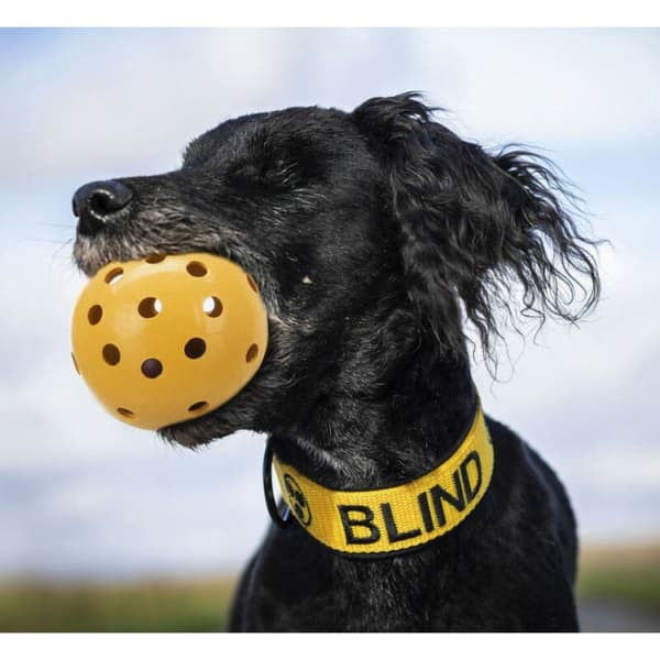 Bold med huller, specielt til synshandicappede og blinde hunde