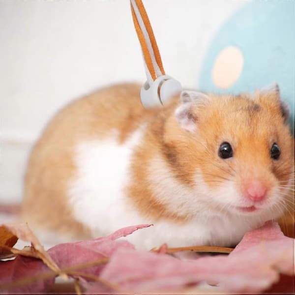 2-pack marsvinssele för hamster, nylonkoppel för husdjur