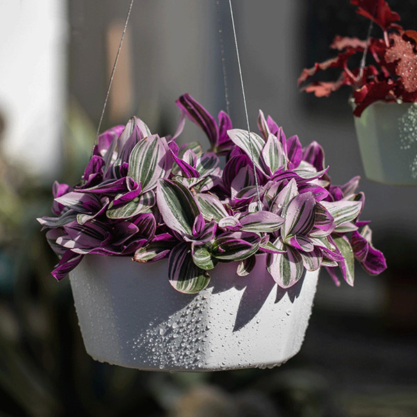 Hängande Växtställ Inomhus Planteringskrukor Dekorativ Konst Modern Vägg- och Takplanteringskruka Blomkruka Håller Växt Gray