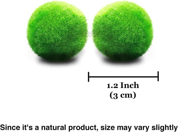Marimo Mossbollar 2,5 cm, Akvariedekoration, Present