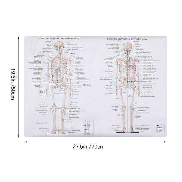 1 kpl Ihmisen luurankolihaksen opetuskuva Anatomian juliste Anatomian maalaus Sekalainen väri 70X50CM