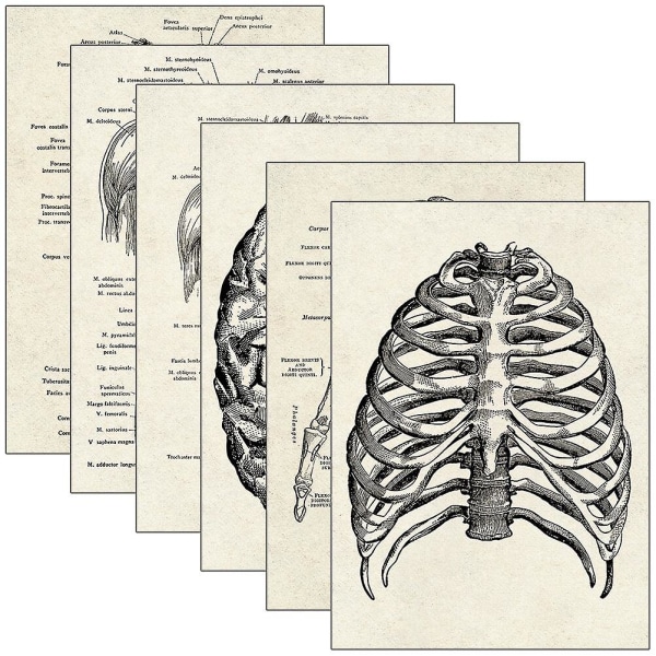 6 stk Learning Human Anatomy Chart Dekorative Human Organ Anatomical PlakaterSort40x30CM Black 40x30CM