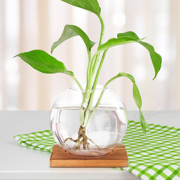 Hydroponic Bottle Desktop Decoration with Rounded Corners Wood and Glass Artistic Hydroponic