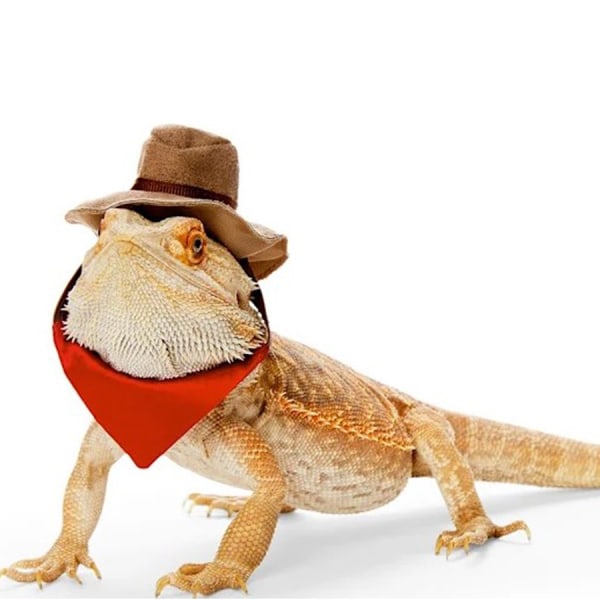 Skjegget drage cowboyhatt og halloween øgle Reptil kostyme Kul kjæledyrlue smådyr Hamster antrekk Cosplay Scu