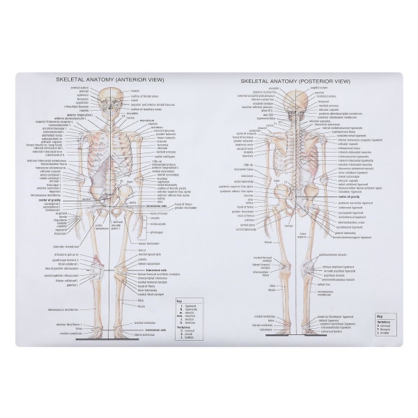 1 st Människoskelettmuskelundervisning Bild Anatomi affisch Anatomimålning Blandad färg70X50CM Assorted Color 70X50CM