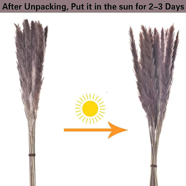 Pampasgræs Tørret Dekoration, Lille Pampasgræs 70cm Naturlig Beige Naturlig Plantning Phragmites Kunstige Blomster