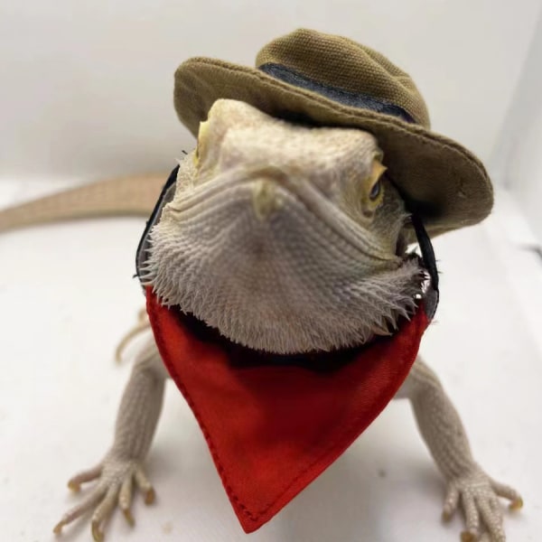 Skjegget drage cowboyhatt og halloween øgle Reptil kostyme Kul kjæledyrlue smådyr Hamster antrekk Cosplay Scu