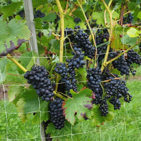 Klatreplante Net Hegn Espalier Net Støtte
