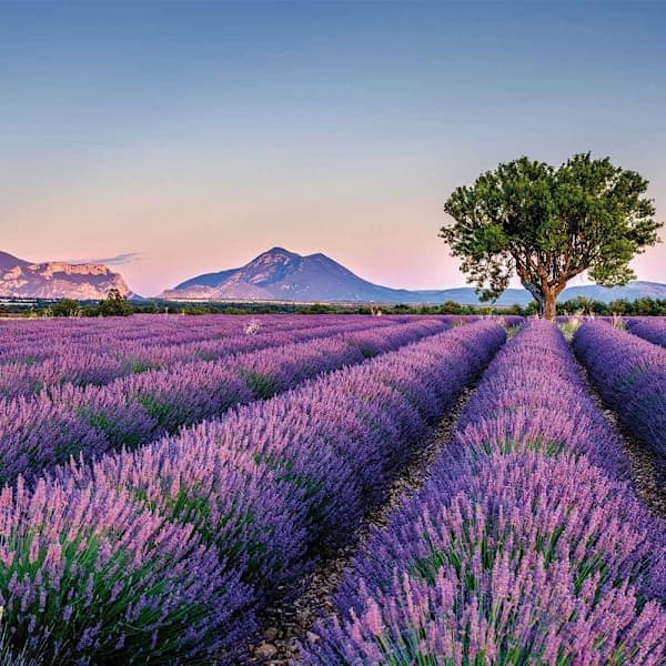 25 poser med tørkede lavendelblomster, duftpose i gasbind, fylt duftpose for bedre søvn
