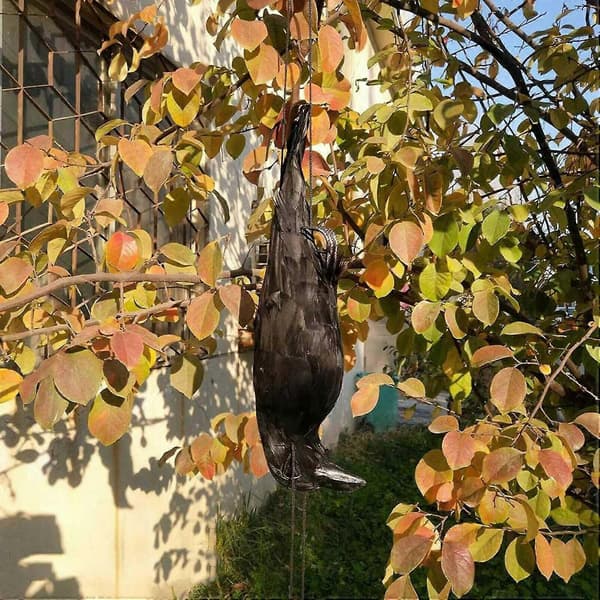 Realistic Hanging Dead Crow Decoy Life Size Extra Large Black Feathered Crow