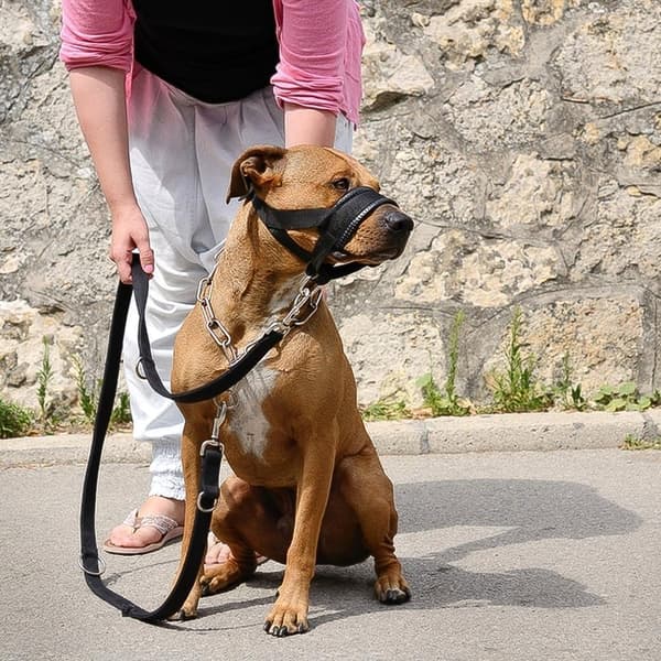 ILEPARK Nylon Muzzle for Large Dogs Prevents Biting, Barking and Chewing, Adjustable Loop Muzzle (L, Red) Rojo L Rojo L