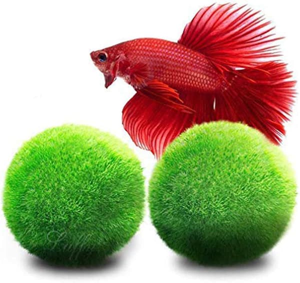 Marimo Mossbollar 2,5 cm, Akvariedekoration, Present