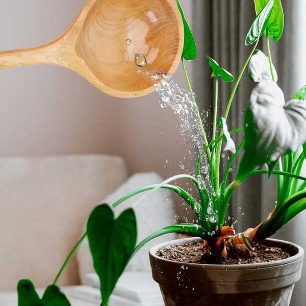 Solid Wood Watering Can Lightweight Garden Water Scoop with Smooth Surface