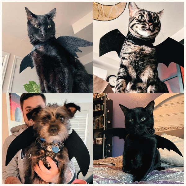 Halloween-flaggermusvinger for hund og katt med unikt trykk, små Halloween-kostymer for hunder og kattunger