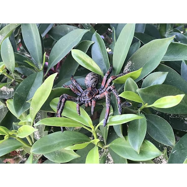 2-pack Realistic Spiders, Toy Spider Animal Figures, (Slim Black Spider)