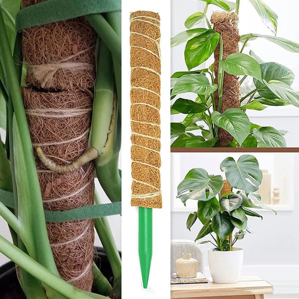 Netklatrende planter, netroning, plantning og høst af ærter, cu