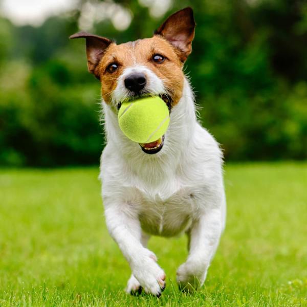 Tennispalloja, 18 kpl Harjoituspalloja Harjoituspalloja Verkkokassilla Helppoon Kuljetukseen, Lemmikki Koiran Leikkipalloja, Sopii