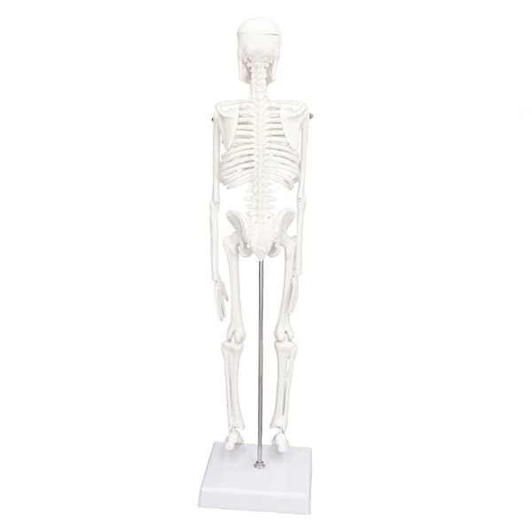 45 cm Human Skeleton Model PVC Movable Arms Legs with Stand