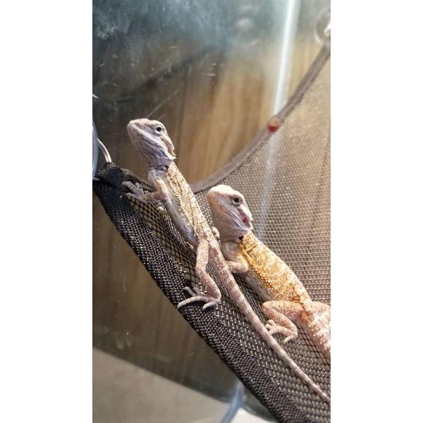 Hängmatta sängkudde sovsäck drake skäggig tank tillbehör husdjur hängande växt sköldpadda liten täcke leksaker reptil gömma t