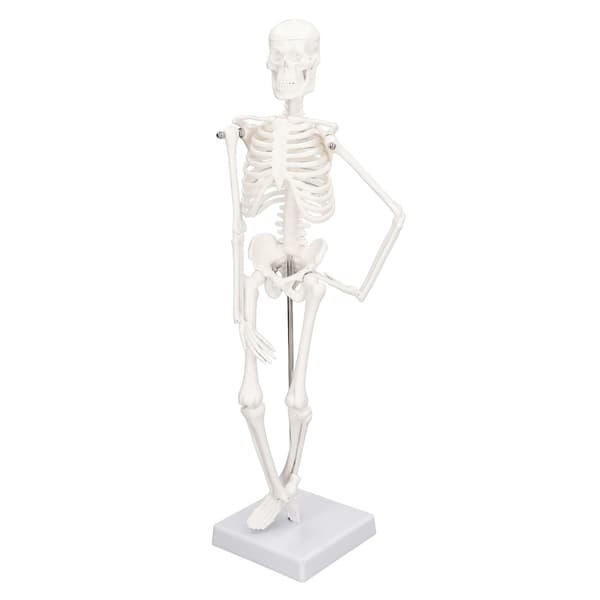 45 cm Human Skeleton Model PVC Movable Arms Legs with Stand