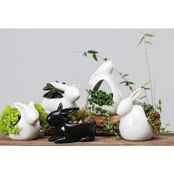 Sukkulenter liten kanin vit porslinsplanter STYLE 3