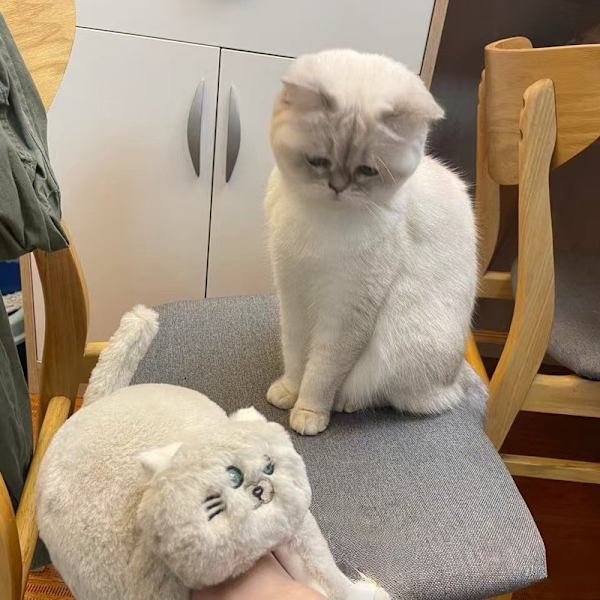 Plush Katttofflor för Kvinnor, Halksäkra Söta Vintervarma Golvskotofflor Beige