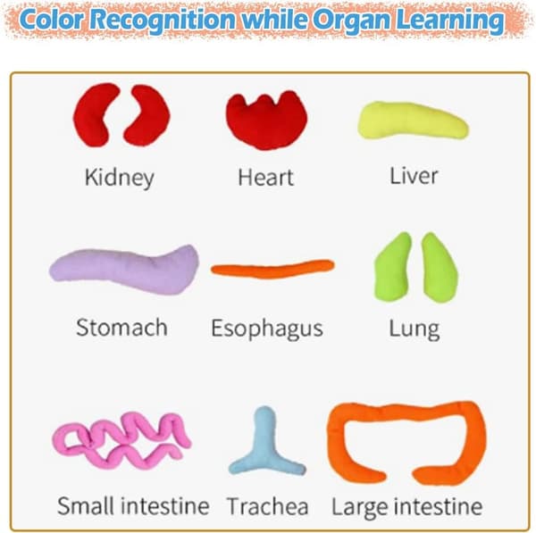 Ihmiskehon anatomian lelut