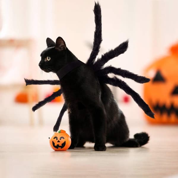Halloween Edderkoppe Kostume til Lille Mellemstor Hund Kat M