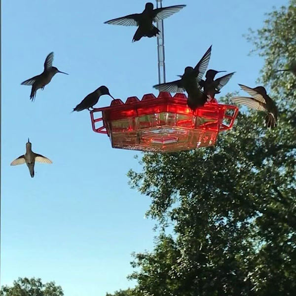 Kolibri Foder, Plastik Foder til Udendørs, Sherem Sweety Kolibri Foder red
