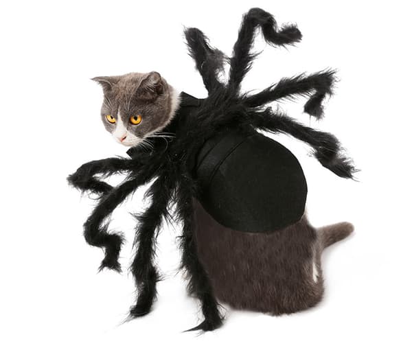 Halloween Edderkoppe Kostume til Lille Mellemstor Hund Kat M