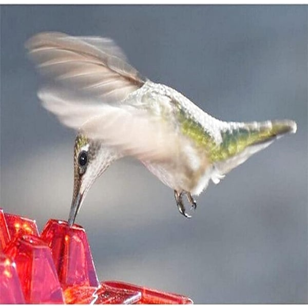 Kolibri Foder, Plastik Foder til Udendørs, Sherem Sweety Kolibri Foder red