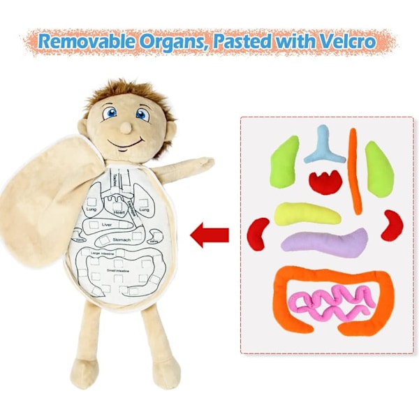 Ihmiskehon anatomian lelut