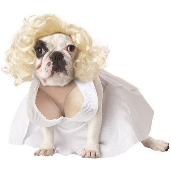 Söt hund Cosplay Halloween kostym Hund kostym white XS