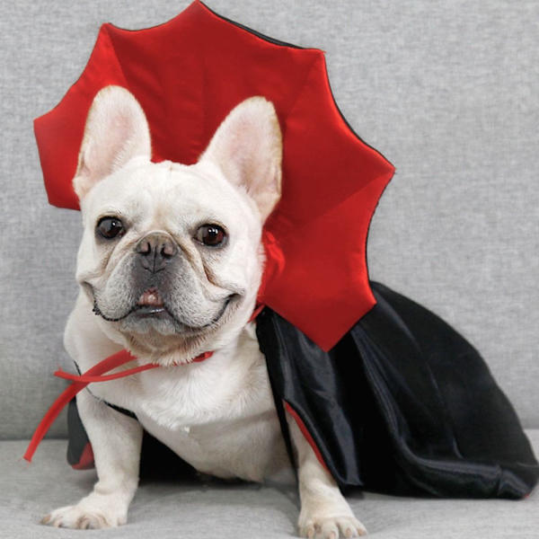 Hund Halloween Kostymer Hund Vampyr Kappa Kostym