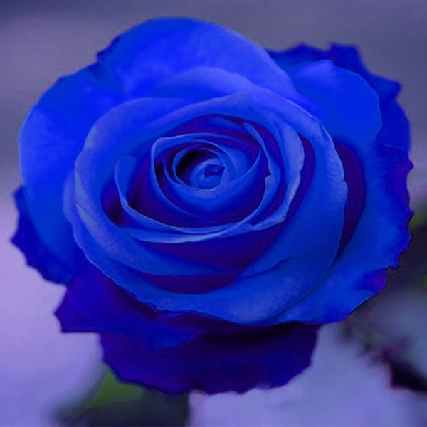 50 stk Rosefrø Naturlig flerbruksblå rustikke blomsterfrøplanter for hage