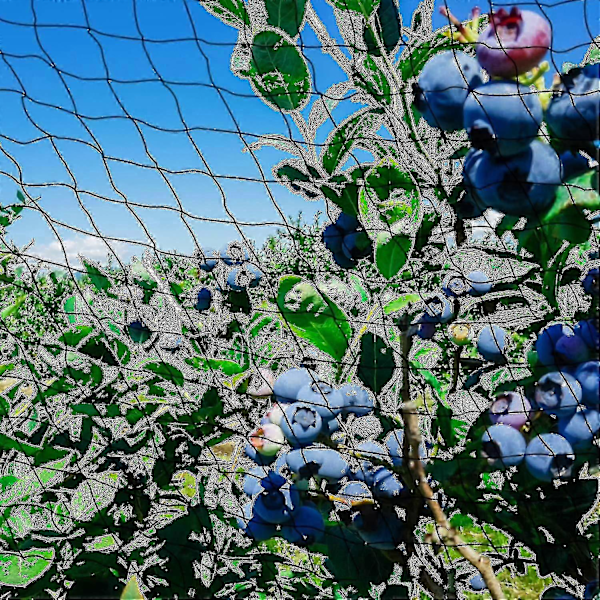 15m x 15m Fuglebeskyttelsesnet Fuglenet Plante Net Dam Net Have Net Til Have, 5 x 5 cm Store Huller