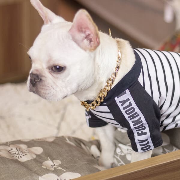 Hundhalsband GULD Guldpläterad metall storlek M