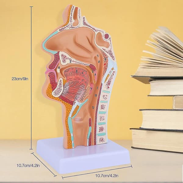 Nesehule Hals Anatomi Modell Menneskelig Anatomisk Svelg Strupehode Modell For Studenter Studievisning