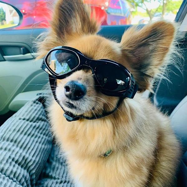 Hundsolglasögon Medium Breed UV-skydd Mops Hundglasögon för små till medelstora