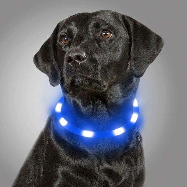 LED-upplyst hundhalsband, lysande hundhalsband, nattsäkerhet, USA