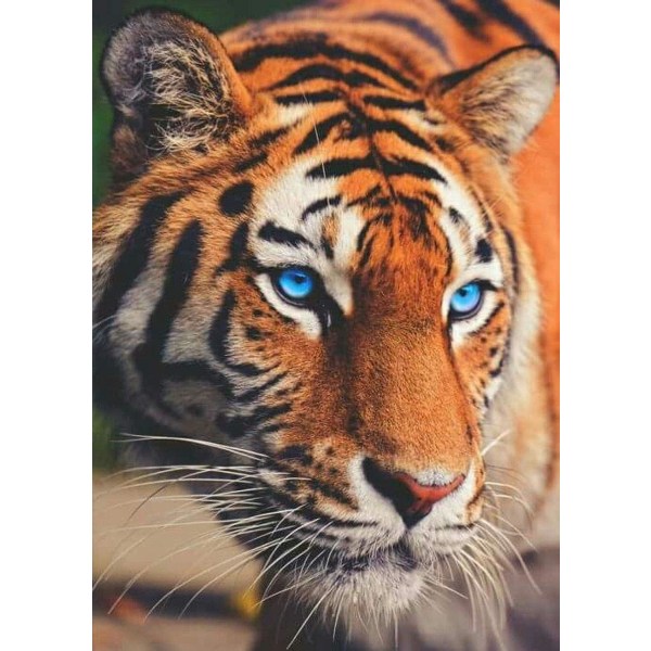 12x16in Diamond Painting Kits Tiger Full Drill - 5D DIY Paint by