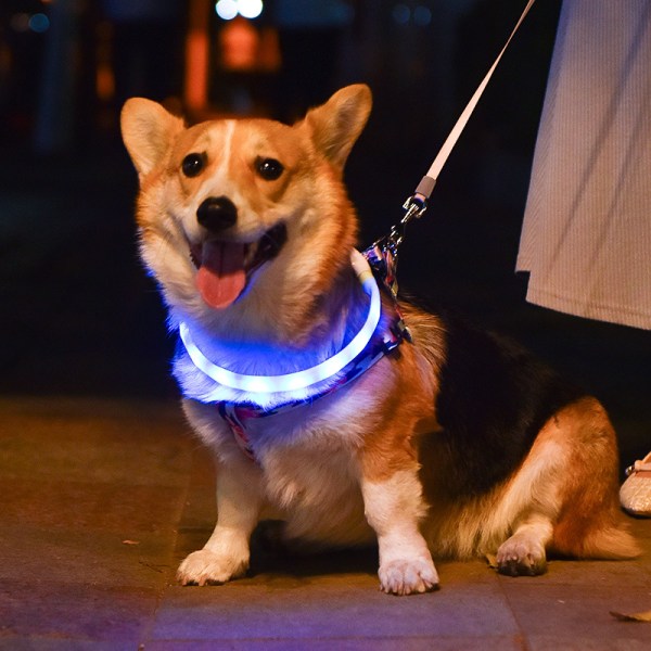 LED Light Up Dog Collar Color Changing, Rechargeable Collar