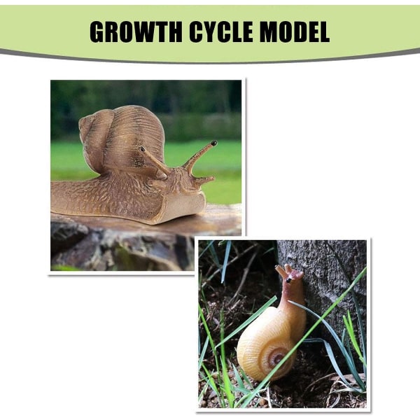 Sneglens vækstcyklusmodel Legetøj Insektmodel Livscyklusmodel Cognit