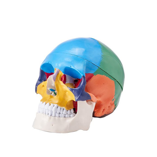 Human Skull Model -VEVOR-Medicinsk undervisning Forskning Lärande Presentation Anatomy School-21,5x13x16 cm